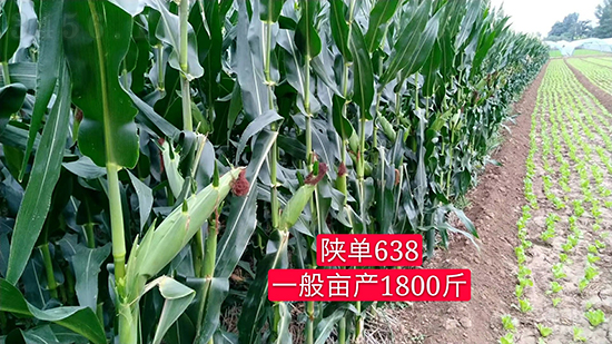 ꃆ�638���׷N��-�ÉѼ�-�Ё��r�I