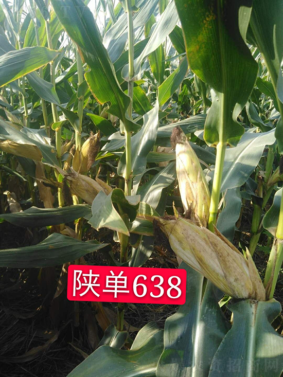 ꃆ�638���׷N��-�ÉѼ�-�Ё��r�I