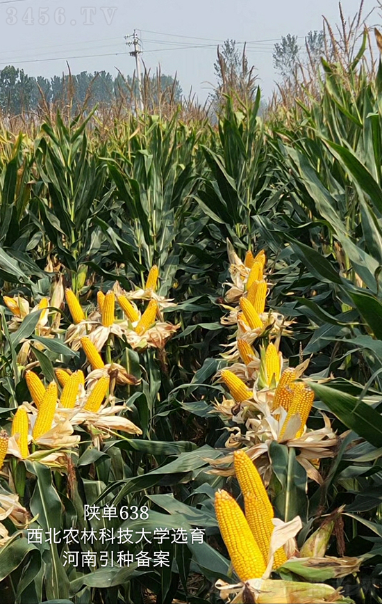 ꃆ�638���׷N��-�ÉѼ�-�Ё��r�I