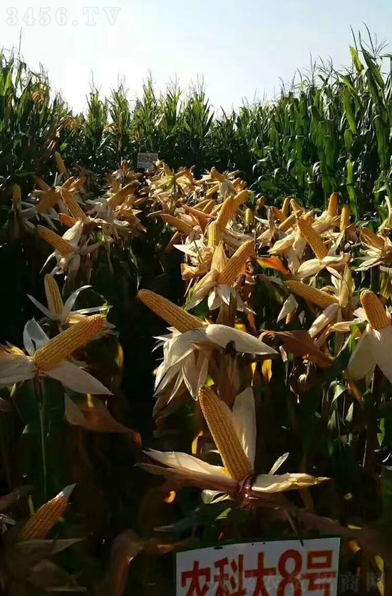 �t�S�r(n��ng)�ƴ�8̖(h��o)���׷N��-�ػ��w��-�Ё��r(n��ng)�I(y��)