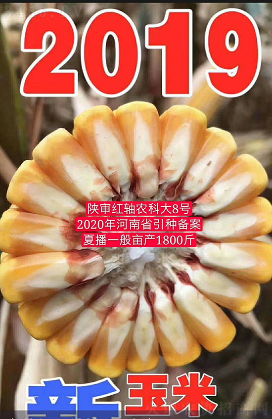 �t�S�r(n��ng)�ƴ�8̖(h��o)���׷N��-�ػ��w��-�Ё��r(n��ng)�I(y��)