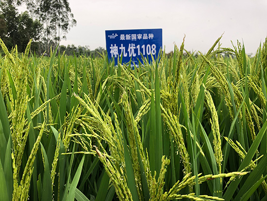 神九優(yōu)1108-水稻種子-福華高科