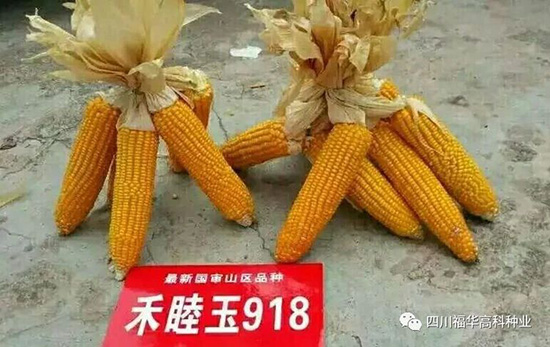 ������918-���׷N��-���A�߿�