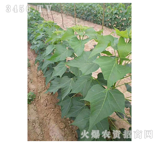 2020��鱘�ӆ�λ����Ŀ7