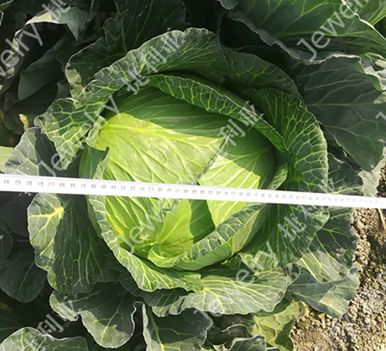 �ݸ�15226-���{�N��-������