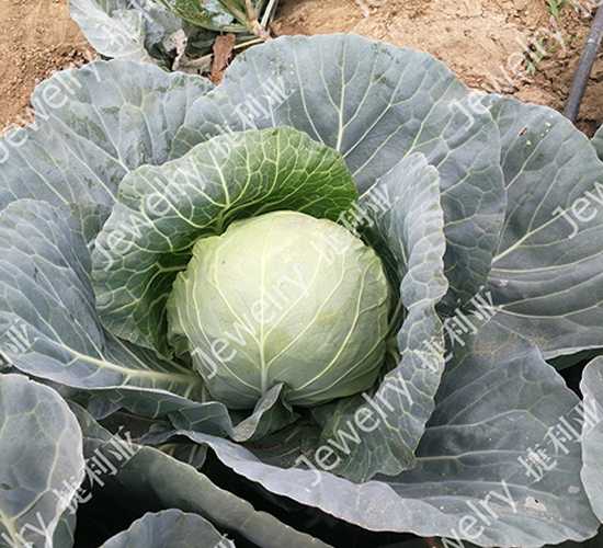 ������1676-���{�N��-������