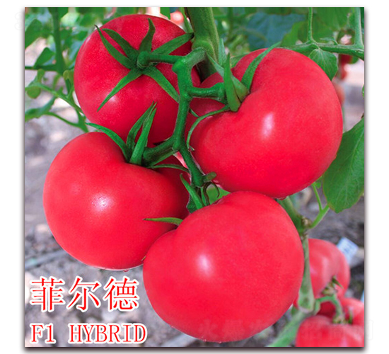 �Ơ���-���ѷN��-��ʢ�r�I