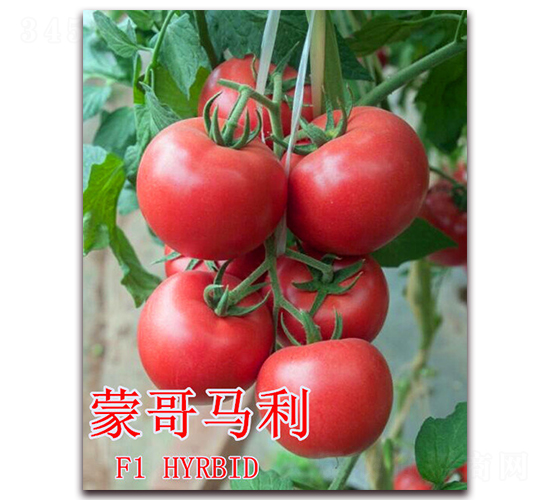 蒙哥馬利-番茄種子-冠盛農業