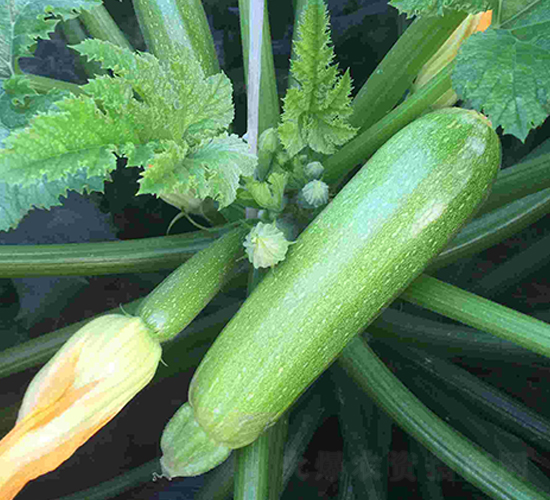 ���vɽ��2̖-�����J�N��-���N