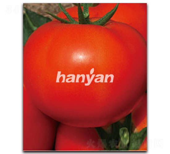 �hӯ��̖-���ѷN��-�h��