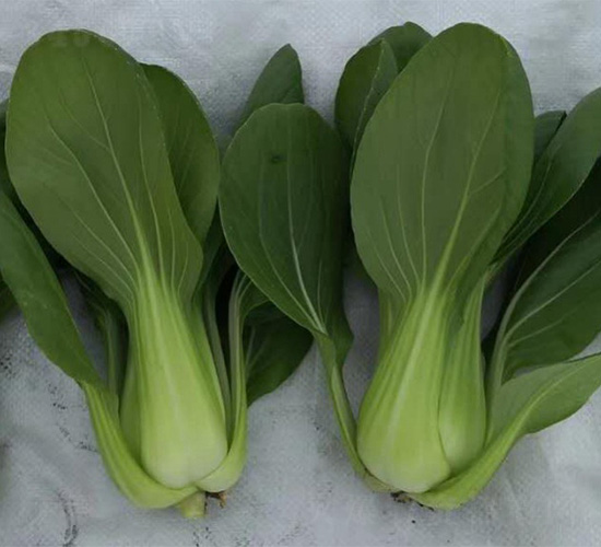 ����-�๣�˷N��-���N