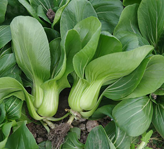 ����518-�๣�˷N��-����r�I