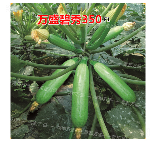 �fʢ����350-�����J�N��-�˶��fʢ