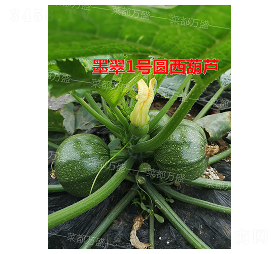 墨翠1號(hào)-西葫蘆種子-菜都萬盛