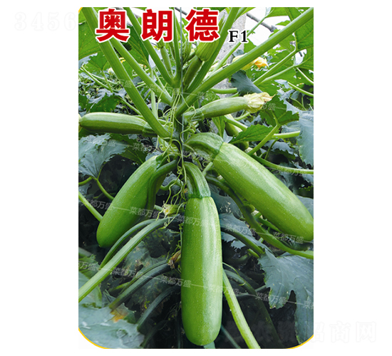 �W�ʵ�-�����J�N��-�˶��fʢ