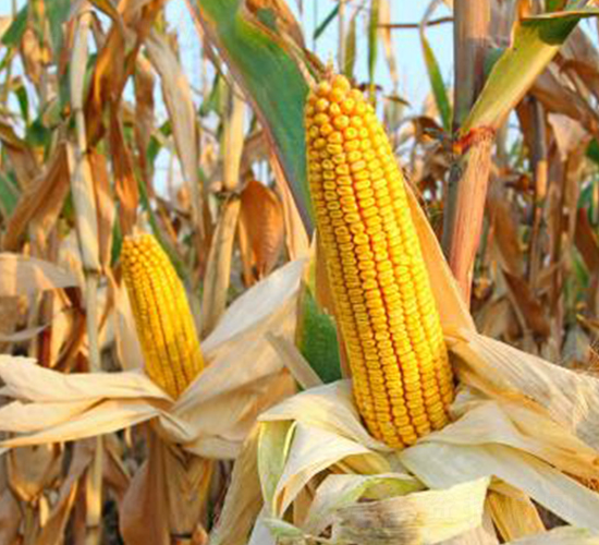 瑞普909-玉米種子-信源種業