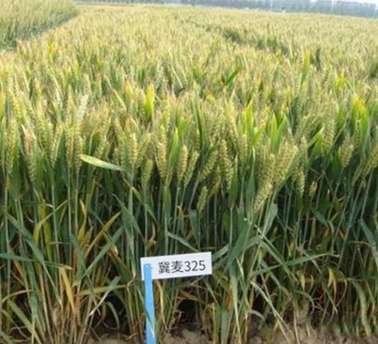 冀麥325-小麥種子-信源種業