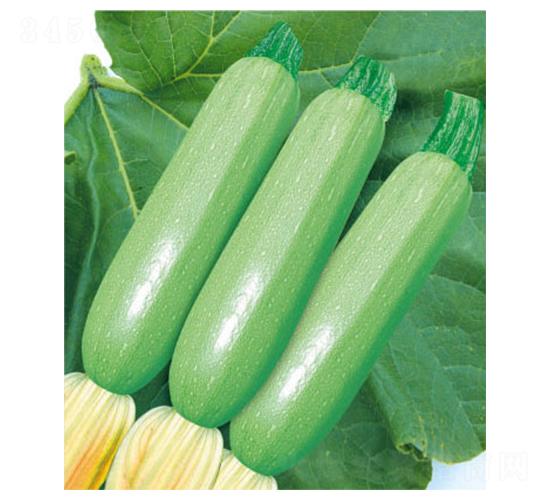 �P����̖-�����J�N��-�wِ�w