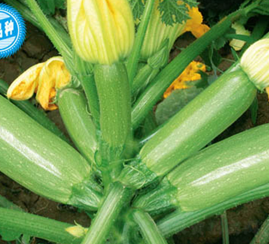 �P��ʮ��̖(h��o)-�����J�N��-�wِ�w