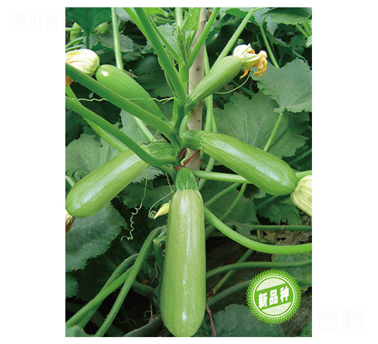 �P��ʮ��̖-�����J�N��-�wِ�w