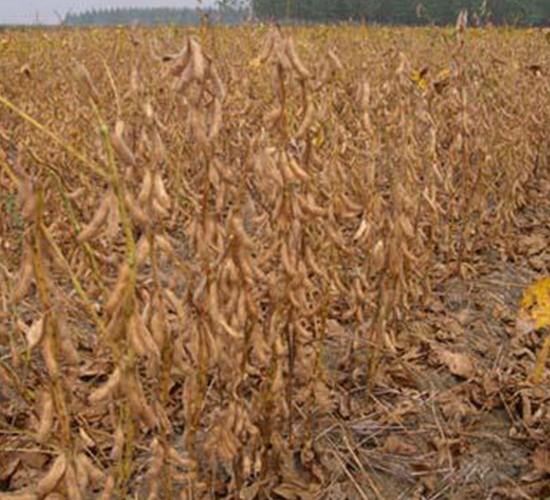 ���S13-�󶹷N��-�|���r�I