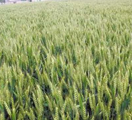 �A��3366-С���N��-�|���r�I