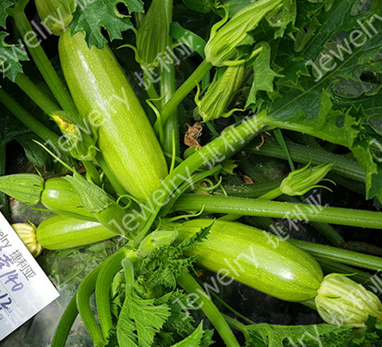 綠瑩140-西葫蘆種子-捷利亞