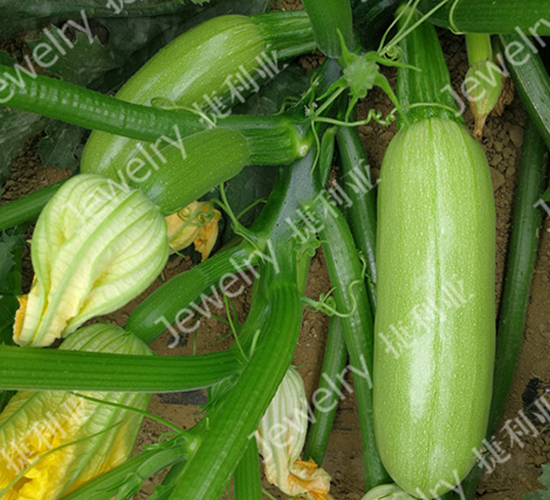 美葫824-西葫蘆種子-捷利亞