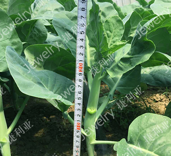 �݌�4̖(h��o)-���{(l��n)�N��-������