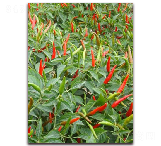 ʥ�r�t��ʯ03���콷-���콷�N��-ʥ�r�߿�