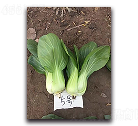 ��Խ5̖-�๣�˷N��-����N��