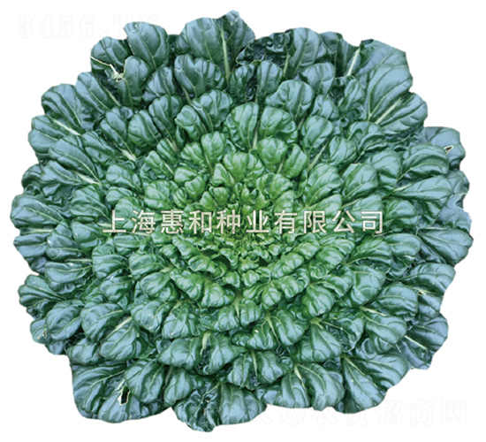 ��ɏ-�����˷N��-�ݺͷN�I