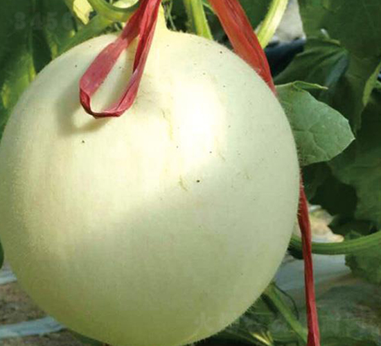 ����208-��ϷN��-�Є����S