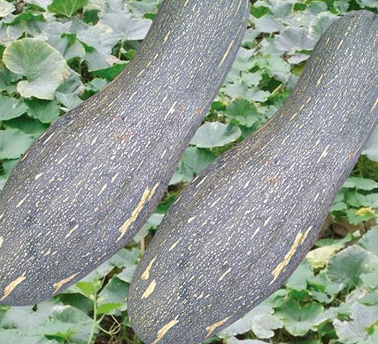 �t�ܱ��Ϲ�-�ϹϷN��-�Є����S