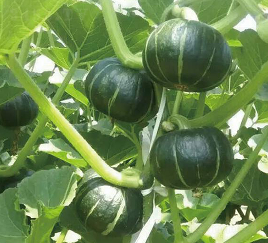 �Gͯؐؐ-�ϹϷN��-�Є����S