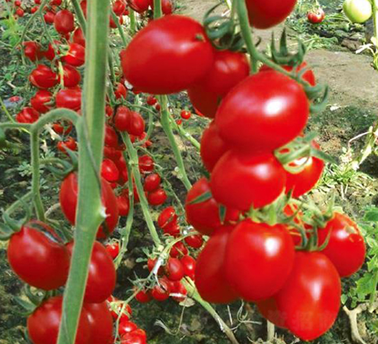 �����ʥ��-���t���N��-�Є����S