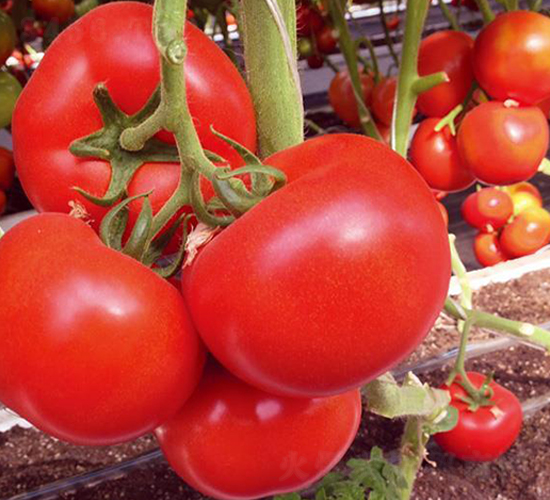 ����½��Z-���t���N��-�Є����S