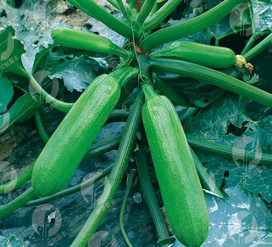 �Є�����-�����J�N��-�Є����S