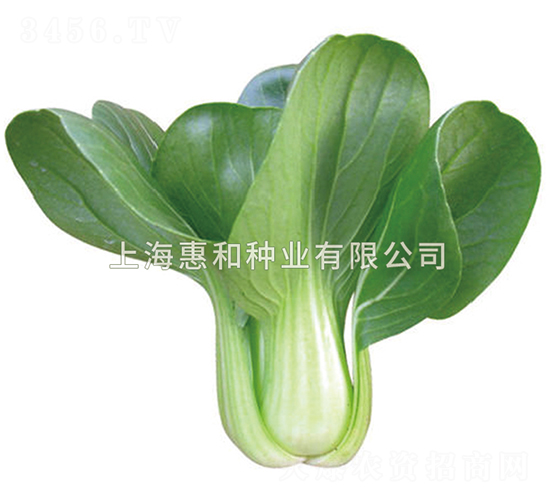 春秀-青菜種子-惠和種業
