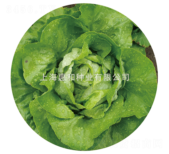 綠玫瑰-生菜種子-惠和種業