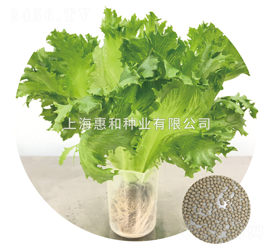 綠苣-生菜種子-惠和種業