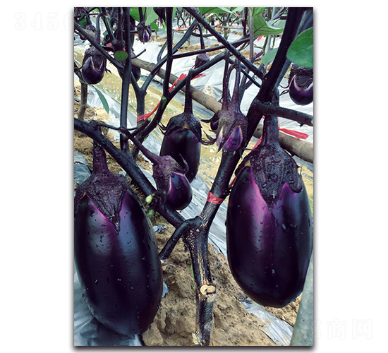 �ϼt�A��-���ӷN��-�������r�I