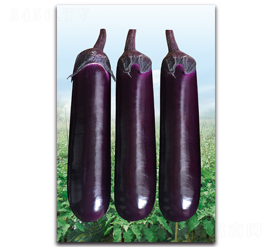 AAA��������-���ӷN��-�������r�I