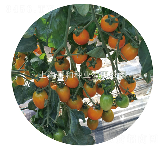 �S����̖-С���ѷN��-�ݺͷN�I