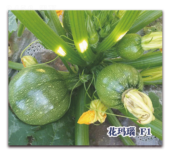 �����F1-�����J�N��-ʥ�A���S