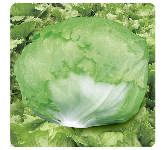 �Gޢ��IT-08��-���˷N��-ʥ�A���S