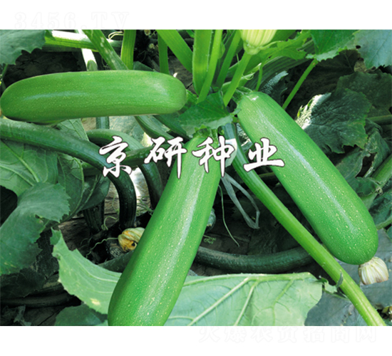 ����10̖(h��o)-�����J�N��-����