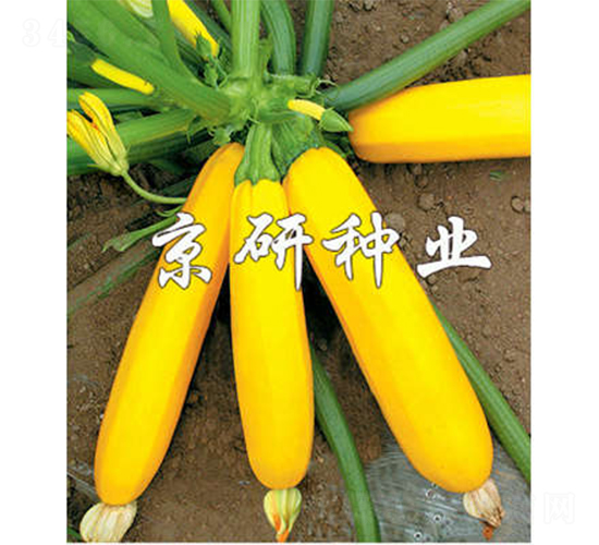 ���㽶-�����J�N��-����