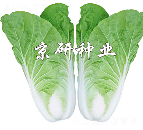 ���п��8̖-��˷N��-����