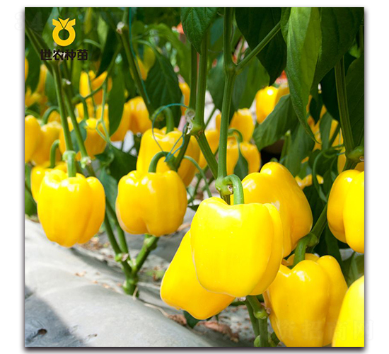 卡迪亞-辣椒種子-世農種苗